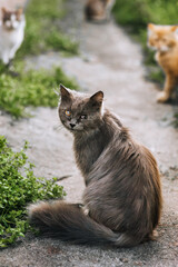 A gray lonely fluffy pitiful sick cat is disabled, with injuries, eye disease, a blind animal sits in nature outdoors. Portrait, close-up photography of a pet.