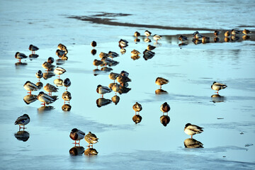 A flock of mallard ducks on a frozen lake