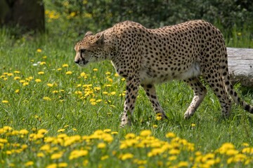 cheetah in the grass