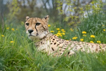 cheetah in the grass