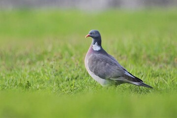 a proud dove stands in a meadow