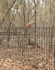 Northern Cardinal (Cardinalis cardinalis) in Central Park, NYC