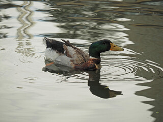 Pato rouen nadando 