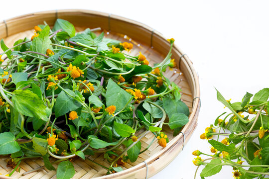 Yellow flower with green leaves of acmella oleracea or toothache plant on white background