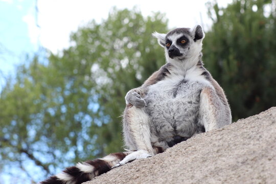 Lemur - Animales 02
