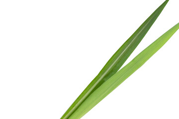 Sugar cane leaves on white background.