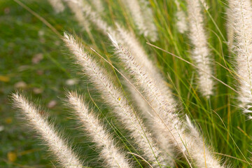 Fountain grass or pennisetum alopecuroides