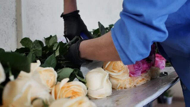 A florist worker packs white and purple roses in paper on her desk using a stapler and scissors. Growing in a greenhouse and wholesale of flowers. Flower production and business