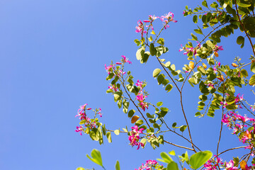 Bauhinia purpurea tree with pink flower