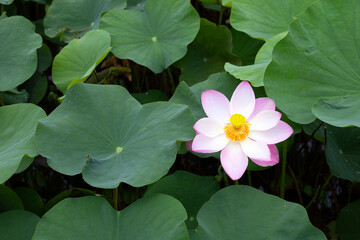 Beautiful blooming pink lotus flower with green leaves