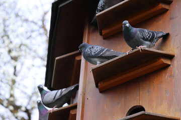 Dovecote in the Park of Würzburg, Bavaria, Germany. Gray doves are sitting on the shelves of pigeon house. Spring sky on the background. Copy Space © Dina