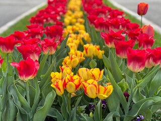 red and yellow tulips