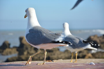 The main thing is to look in the same direction. Seagulls, Essaouira, Morocco - obrazy, fototapety, plakaty