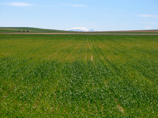 cereales en castilla mes de marzo cereal verde 2008