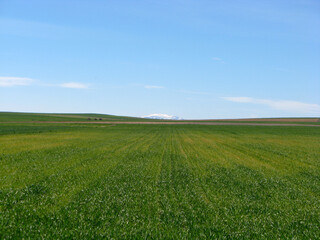Fototapeta premium cereales en castilla mes de marzo cereal verde 2008