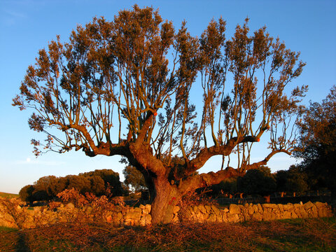 encinas podadas entresaca encinas castellanas 