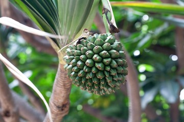 Fruit of a common screwpine, Pandanus utilis