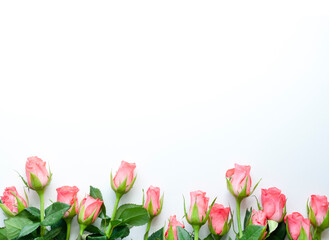 Rose flowers frame on white background. Valentines day, mothers day, womens day concept flowers composition