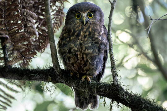 New Zealand native bird Owl