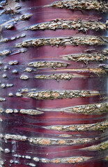Close up shot of the trunk of a purple cherry tree