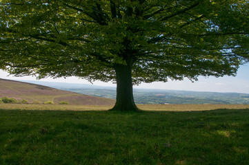 Beautiful landscape viewed from under a tree on the Quantock Hills in Somerset in summer. 