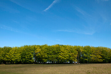 A line of trees growing on a hill under a deep blue summer sky