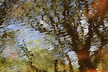 Reflections of trees in a pond in summer on the Quantock hills