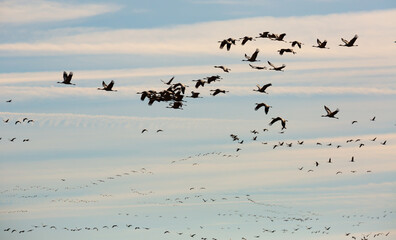 Bird migration, group of cranes flying high up in cloudy sky