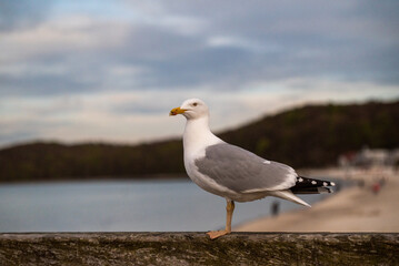 Seagull on the beach, sunset - Rugen Germany