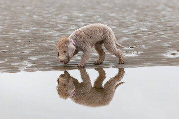 Portrait and reflection of a Bedlington Terrier puppy walking along the water