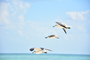 The main thing is to steam in the same direction. seagulls, mexico - obrazy, fototapety, plakaty