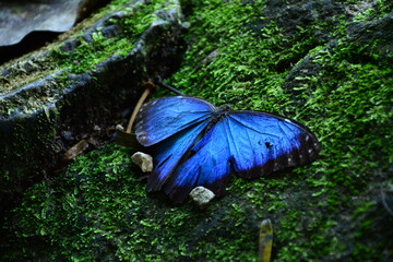 Remains found in a tropical forest. A beautiful butterfly living in Mexico