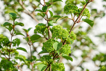 Green  Japanese Snowball flowers at the beginning of blooming.