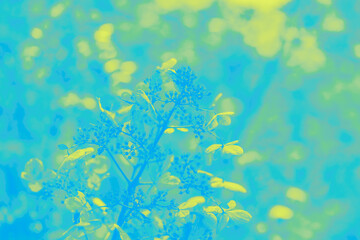 Fototapeta na wymiar Bright yellow and turquoise background with hydrangea flowers pattern