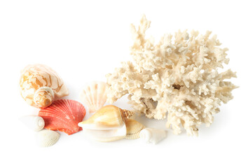 Seashells with coral on white background