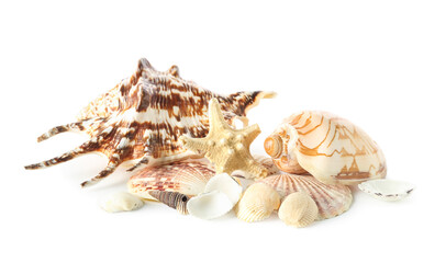 Seashells and starfishes on white background