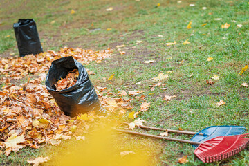 Rake and autumn leaves on lawn, yellow bokeh. Raking fallen and cleaning up fallen leaves in...