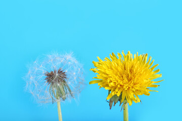 Obraz premium Dandelion flowers on blue background