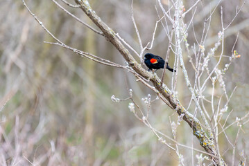 Red-winged Blackbird Perched On A Bare Branch In April