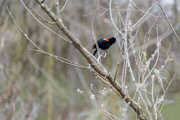 Red-winged Blackbird Perched On A Bare Branch In April
