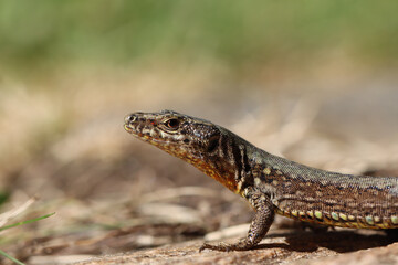 Lizard
