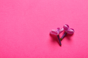 Fototapeta na wymiar Blooming lilac flowers on pink background