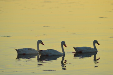 Patos