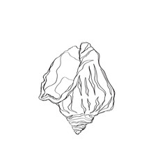 Hand drawn doodle shell. Vector illustration. Hand drawn shell. Vector illustration. Sea collection. Vector of shelldesign on a white background. Easy editable layered vector illustration