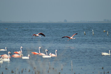 Flamencos