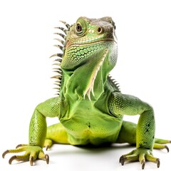Obraz premium Green iguana on white background. Created using generative AI tools.
