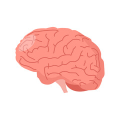 Brain icon. Human brain. Internal organ, anatomy, creative idea. Vector cartoon flat icon illustration isolated on white
