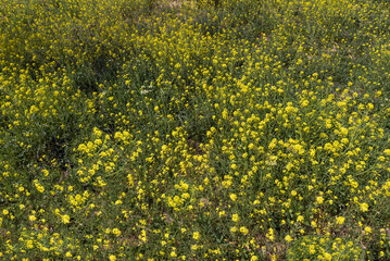 yellow flowers in the field in spring