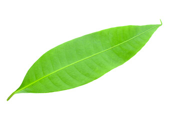 Fototapeta na wymiar Fresh green plum mango leaves isolate transparent png