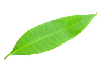 Fresh green plum mango leaves isolate transparent png
